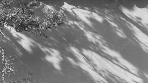 Shadows of leaves on wall surface for wallpaper background and shadow overlay design effects