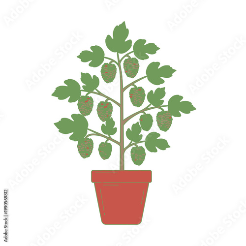 Stylized illustration of hops plant in a pot on white background