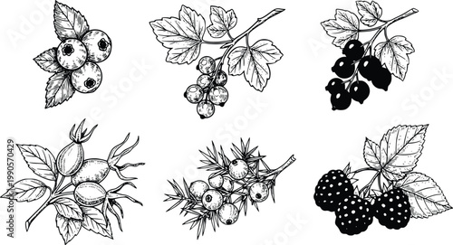 Black and white illustration of various types of berries and leaves on branches