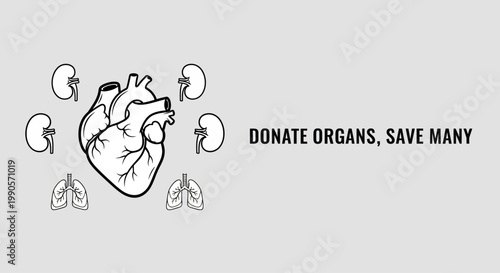 Organ donation illustration with heart and kidneys.