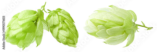 Hop cones isolated on white background. Beer brewing ingredients. Beer brewery concept. clipping path