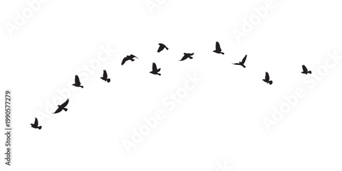 flock of flying birds isolated on white background.