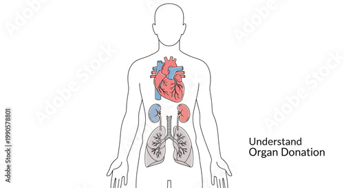 Human Anatomy Organ Donation Illustration Medical Science.