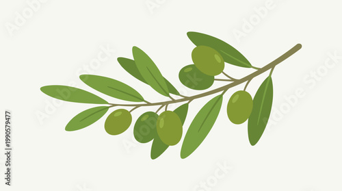 Olive branch with green leaves and olives.