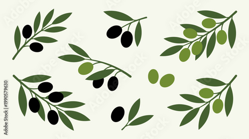 Olive branches with green and black olives.