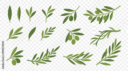 Collection of various green olive leaves and branches.