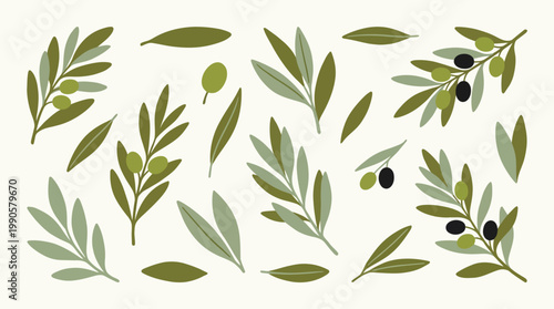 Olive tree leaves and fruits illustration.