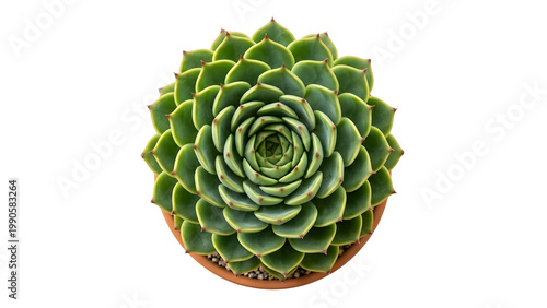 Green succulent plant in a brown pot isolated on transparent background