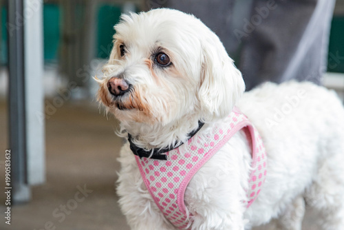 Schilderij op canvas small maltese dog in pink harness on street. Cute little dog
