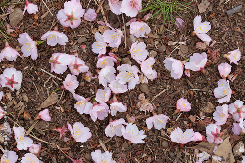 鳥に落とされた画面いっぱいの桜の花