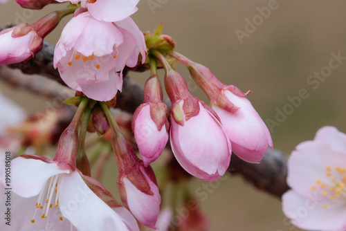 膨らんで咲きそうな桜のつぼみ