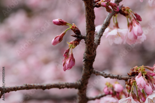 つぼみが膨らんだ桜の花