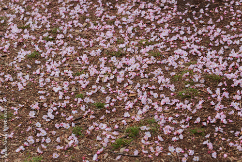 鳥に落とされた画面いっぱいの桜の花