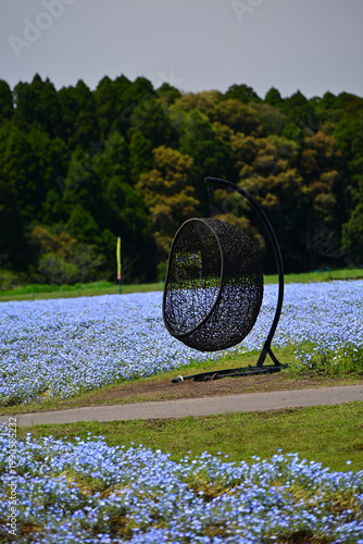 宮崎県に広がる美しいネモフィラ畑