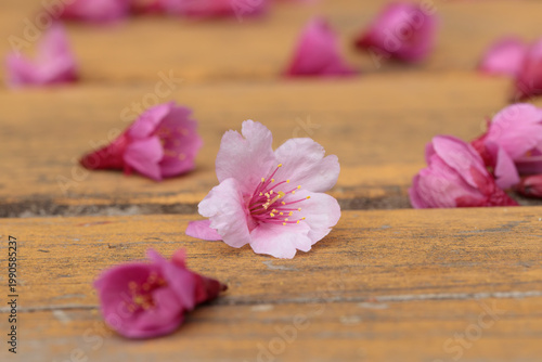 鳥に落とされた板の上の桜の花