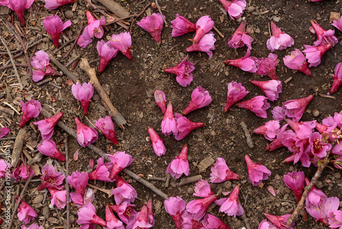 鳥に落とされた画面いっぱいの緋寒桜の花