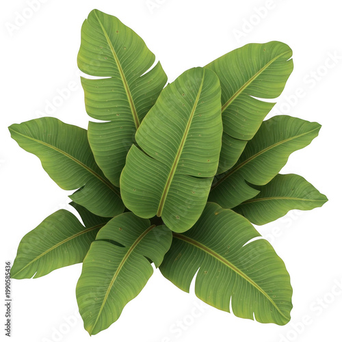 Top view of banana tree leaves with tropical botanical vegetation isolated