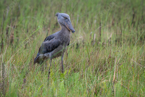 Photography Rare Shoebill Stork standing in swampy grassland