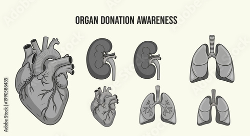 Set of human organ illustrations for medical awareness and transplantation.