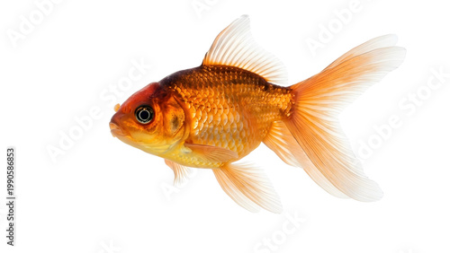 Vibrant orange goldfish isolated on transparent background swimming free