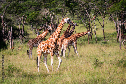 Photography Group of giraffes moving across the savanna at golden hour