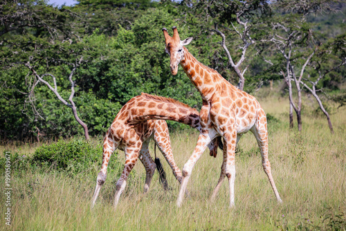 Canvas Print Two Giraffes Interacting or Fighting in the Wild
