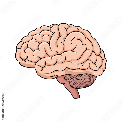 Illustration of a human brain showing convolutions and cerebellum for medical or scientific concept