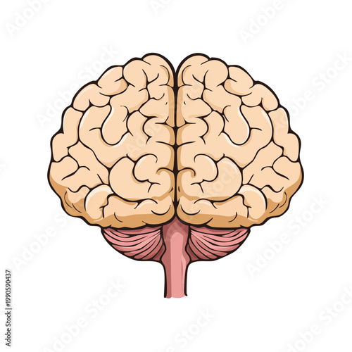Illustration of human brain with detailed convolutions and cerebellum section