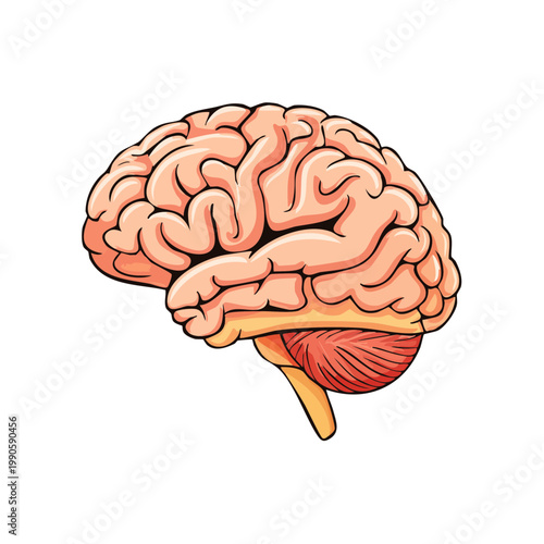 Detailed anatomical illustration of a human brain in profile view, showcasing intricate structures and cerebellum