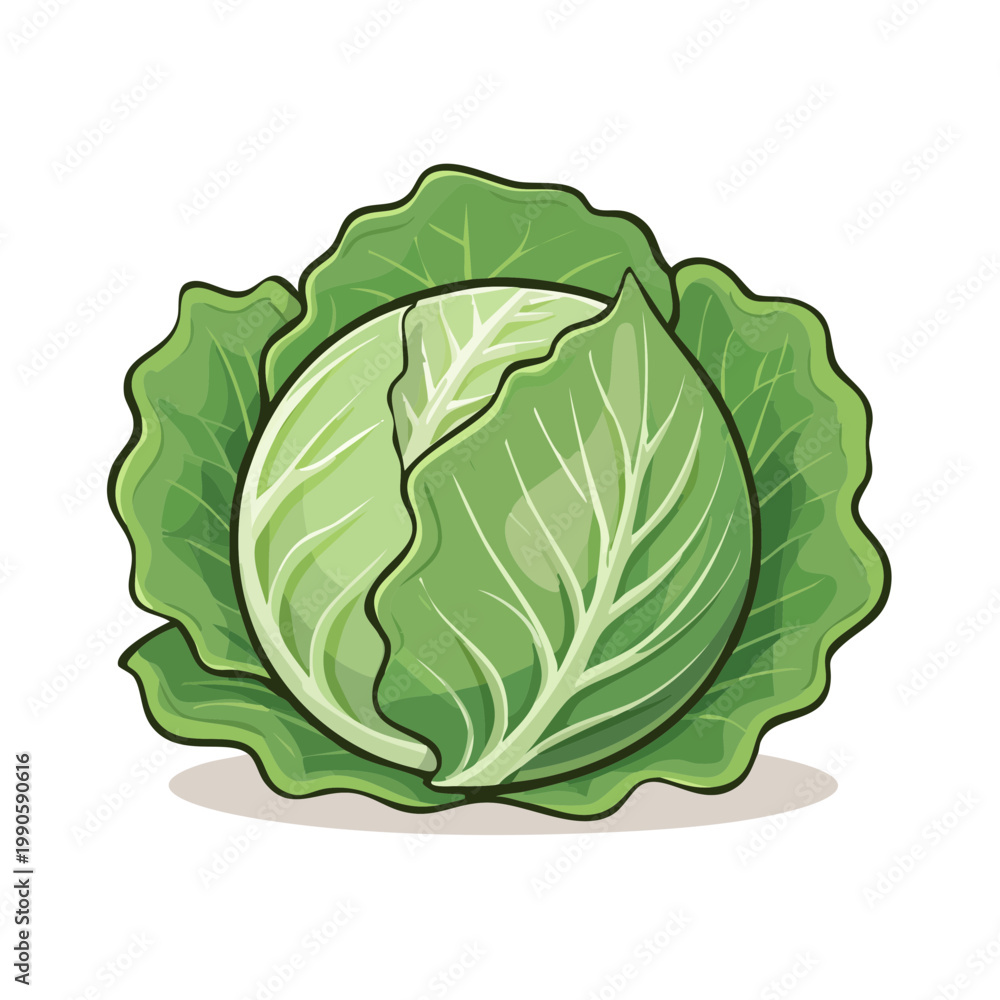 Fototapeta premium Fresh Green Cabbage Vegetable Illustration Healthy Food Ingredient