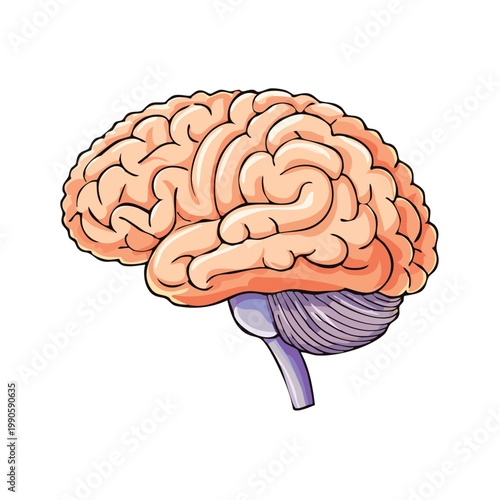 Detailed illustration of a human brain in profile showcasing gyri and sulci and cerebellum