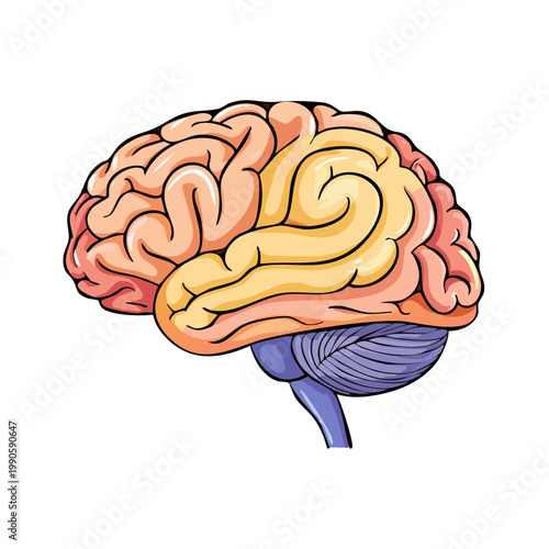 Detailed illustration of a human brain in profile showing cerebrum cerebellum and brainstem