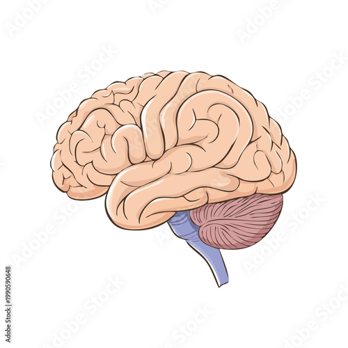 Detailed illustration of human brain anatomy showing cerebellum and brain stem side view