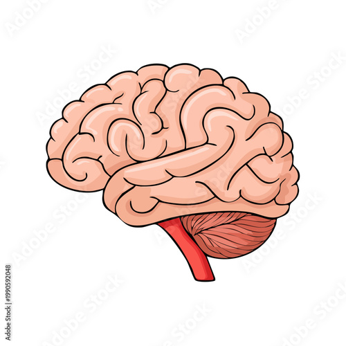 Anatomical illustration of the human brain with detailed lobes and cerebellum