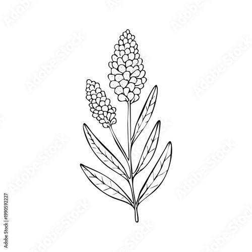 Botanical Illustration of a Quinoa Plant with Seed Clusters and Leaves