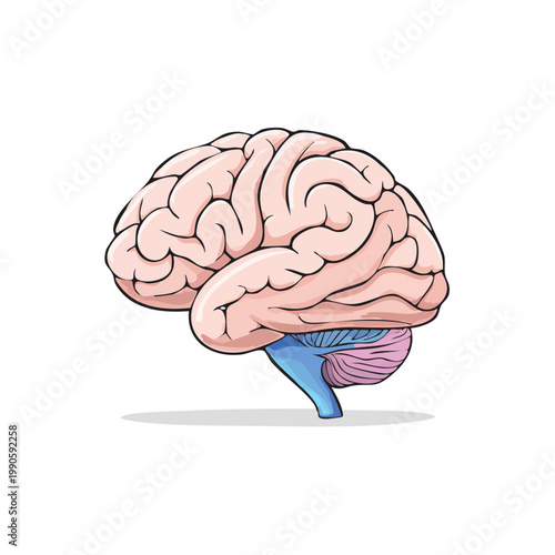 Detailed illustration of human brain anatomy with distinct cerebral hemispheres and cerebellum