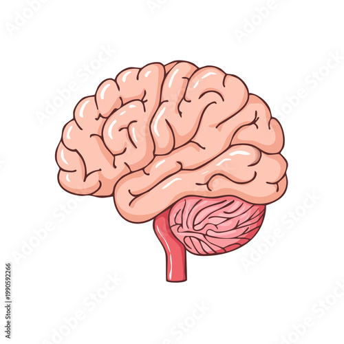 Simplified illustration of a human brain with cerebellum and brainstem