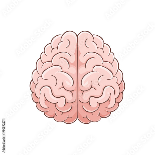 Illustration of the human brain from above showing the intricate network of the cerebral cortex and neural connections