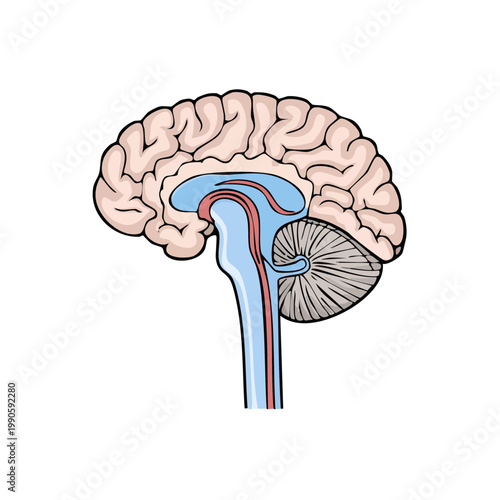 Medical illustration of human brain sagittal view showing cerebellum and brainstem