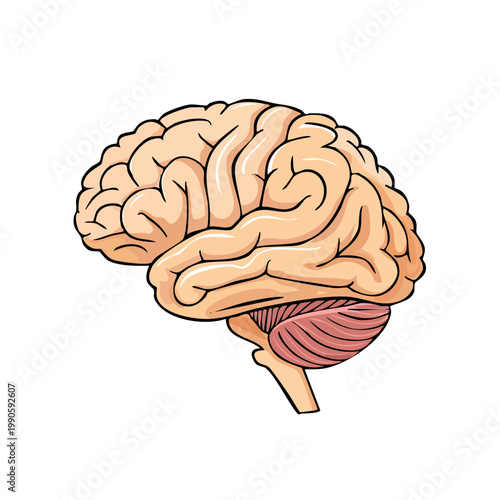 Detailed illustration of a human brain in profile showcasing cerebral cortex and cerebellum