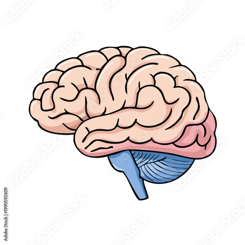 Illustration of a stylized human brain with cerebral cortex and cerebellum in profile
