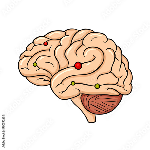 Simplified human brain illustration showing cerebral cortex and cerebellum with highlighted areas