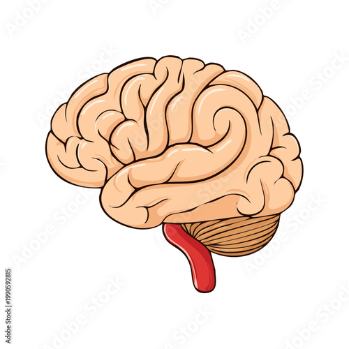 Detailed cartoon illustration of a human brain showing cerebrum cerebellum and brainstem for medical concepts