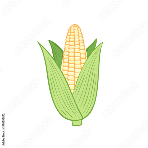 Yellow corn on the cob with green husks and leaves isolated on white background