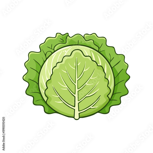 Green Cabbage Vegetable Fresh Healthy Food Ingredient Cartoon Illustration