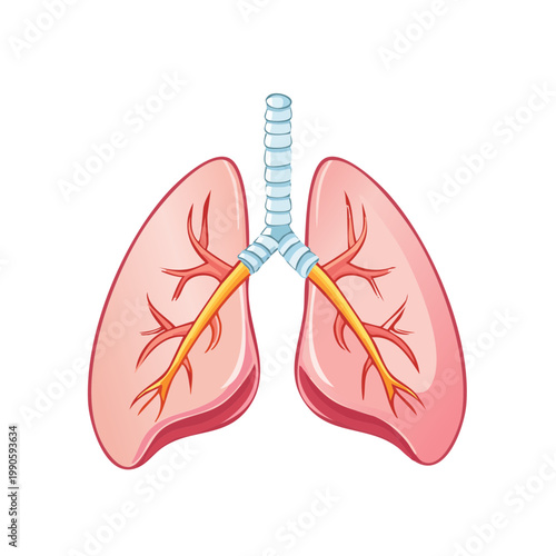 Anatomical illustration of human lungs and trachea medical science concept
