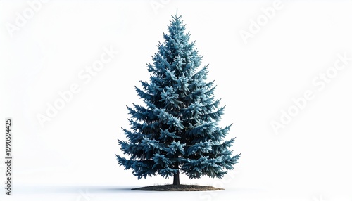 Evergreen Conifer Tree on White Background