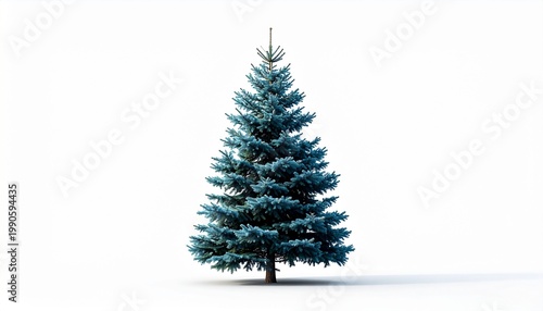 Evergreen Conifer Tree on White Background