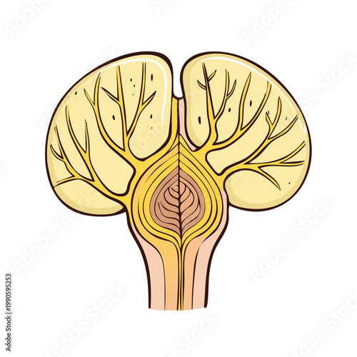 Stylized diagram of the human cerebellum and brainstem with nerve pathways