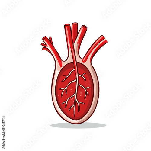 Diagram of a simplified human heart with arteries and veins depicted in red on a white background